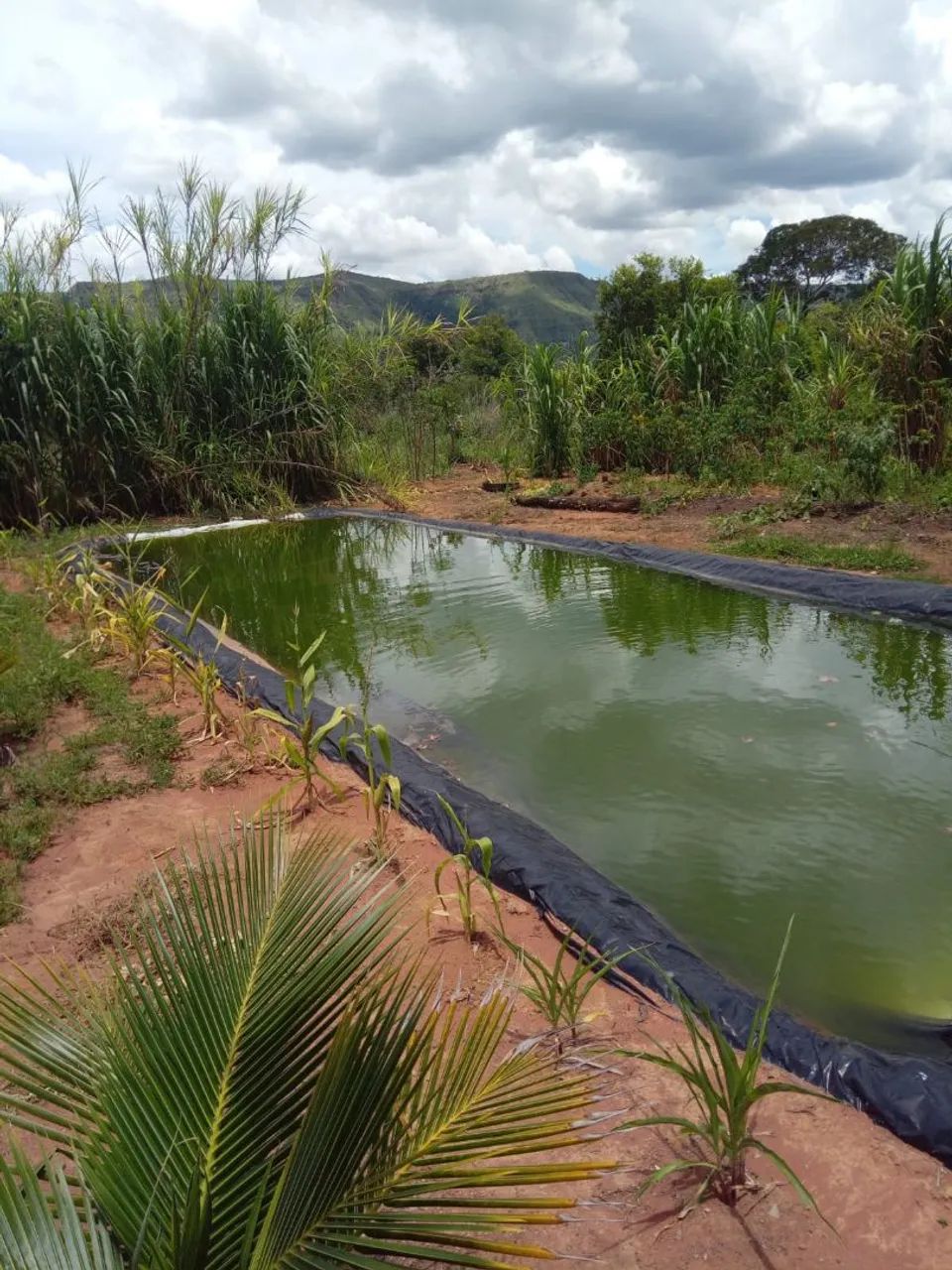Chácara a venda  - Foto 5