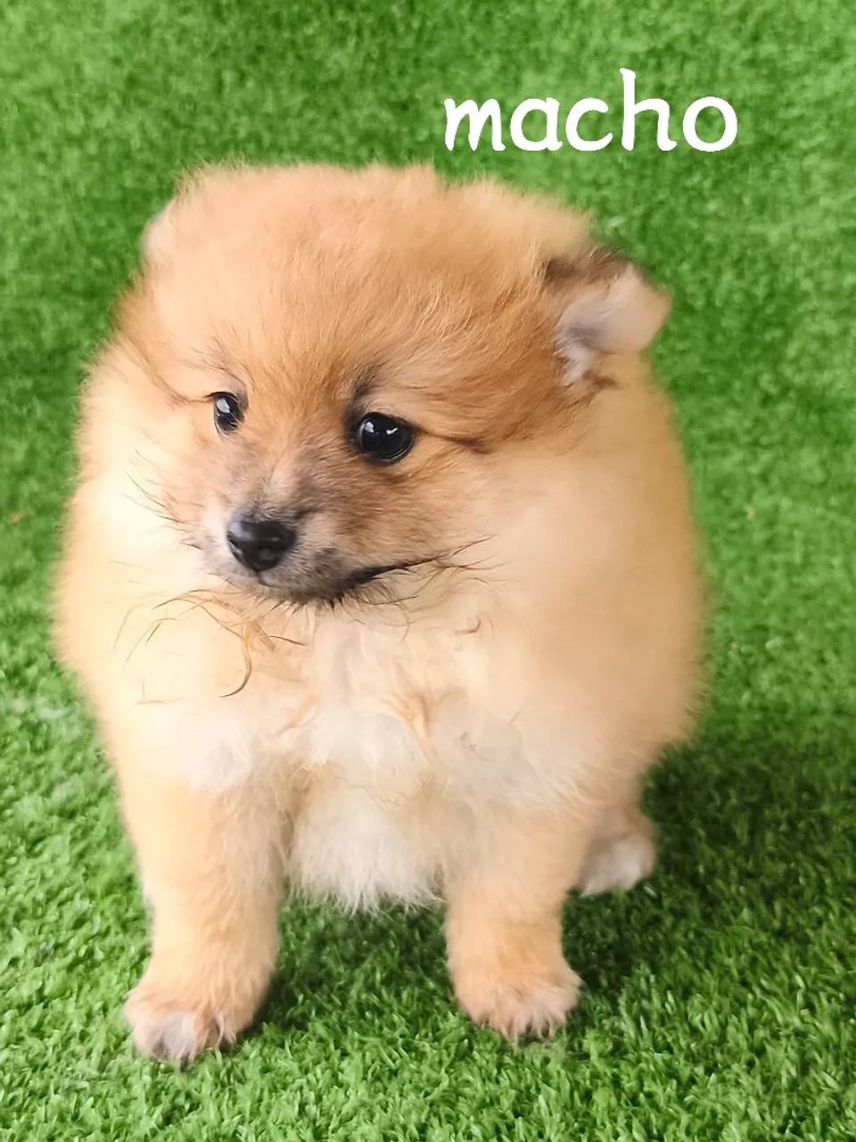 Spitz alemão  - Foto 4