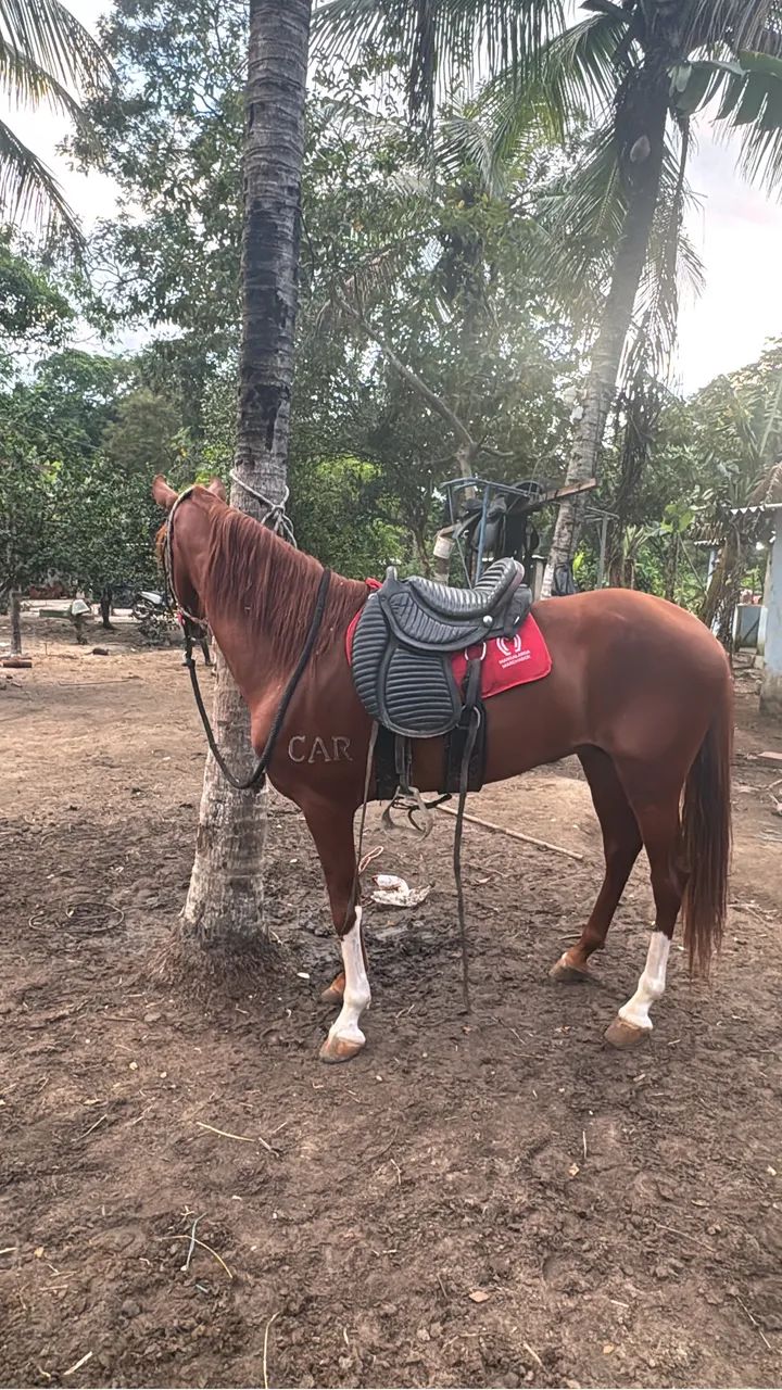 Garanhão manga larga a venda top de linha .