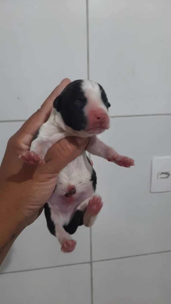 Filhotes Pitbull (Reserva) - Foto 2