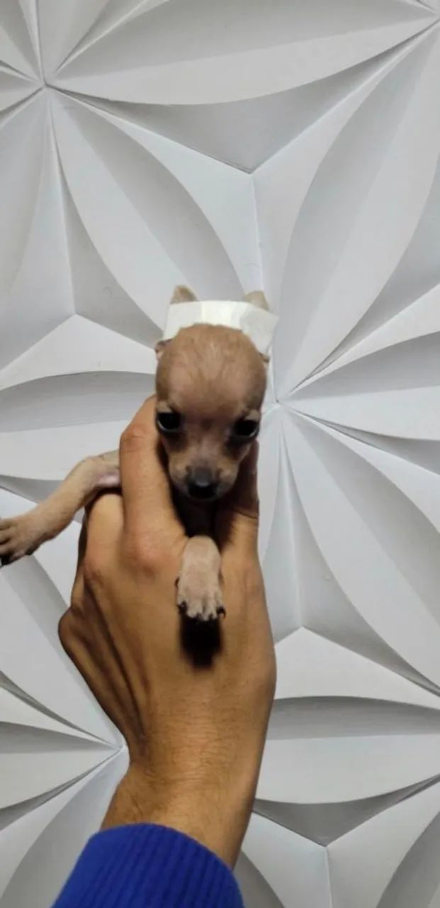 PINSCHER Zero - Foto 5