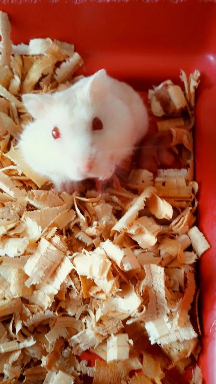 Hamster Anão Russo - Foto 2