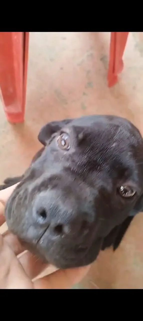 Cane Corso à venda  - Foto 4