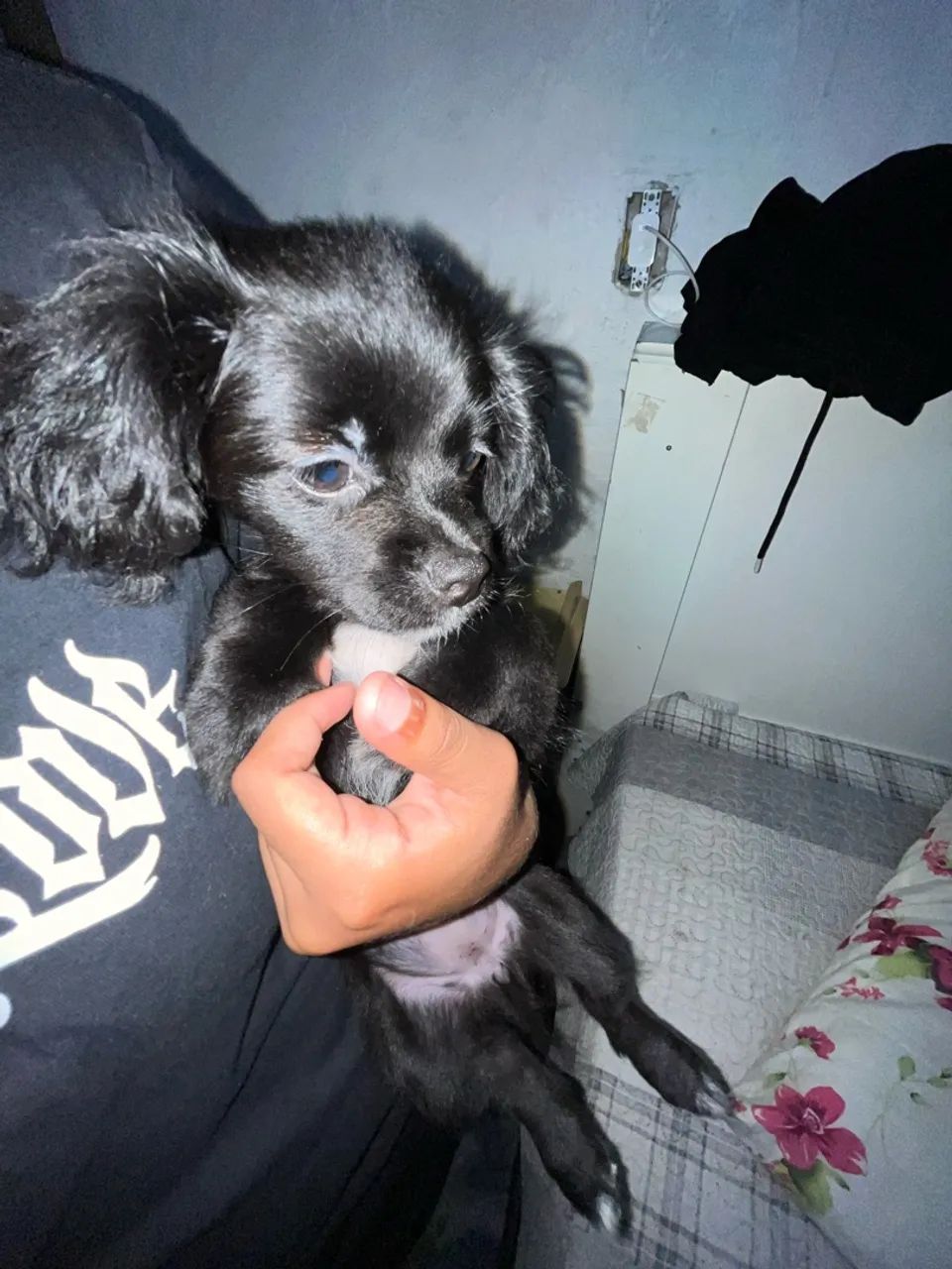 Cachorro shih tzu femea - Foto 3