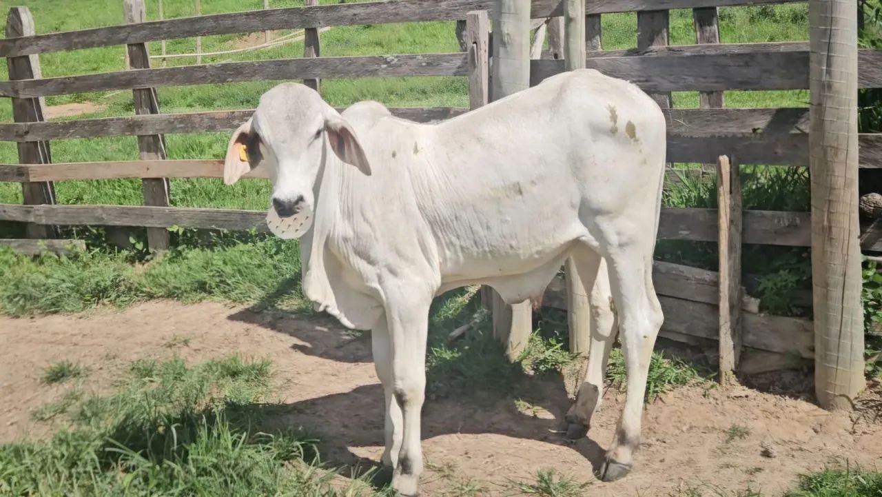Bezerro Brahman - Foto 2
