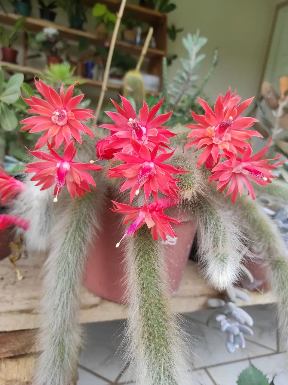 Cactos e suculentas - Foto 4
