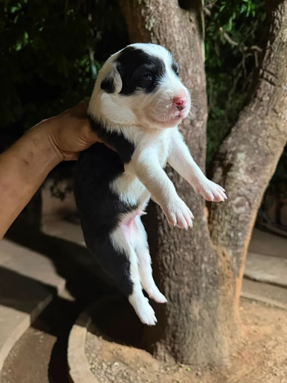 Border Collie - Foto 3