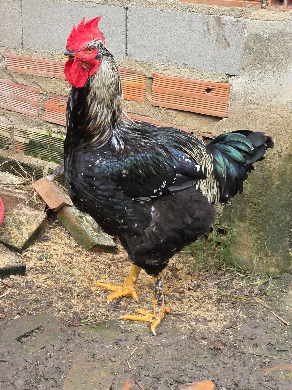 Frango GSB balão sertaneja - Foto 5