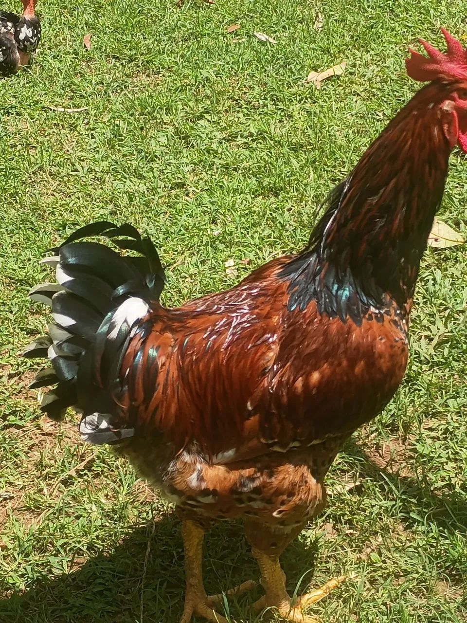 Frango GSB