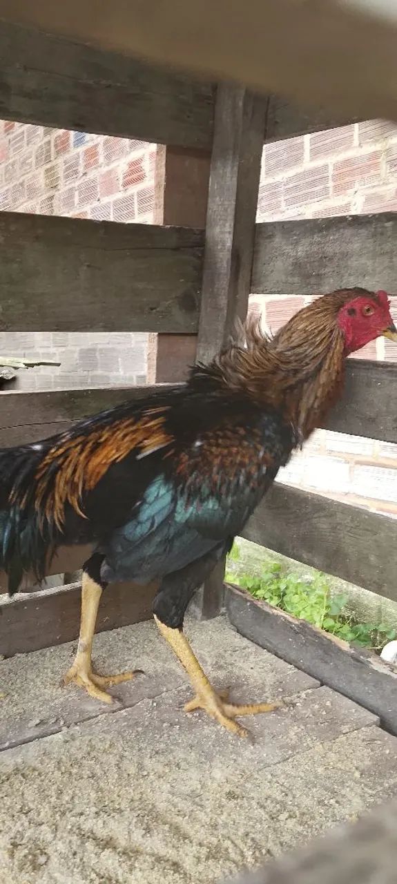 Frango Preto  - Foto 2