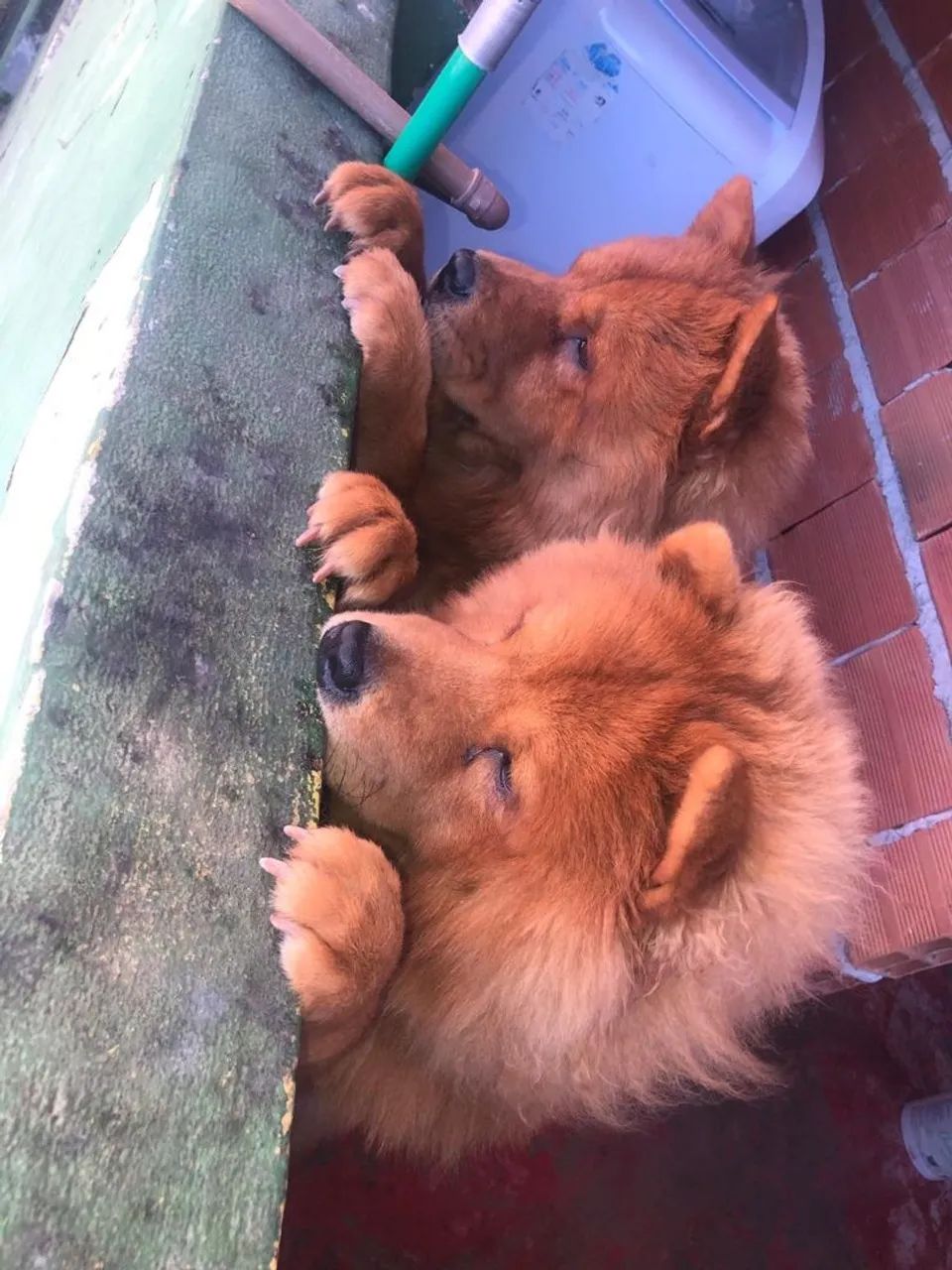 Doa-se Chow chow 