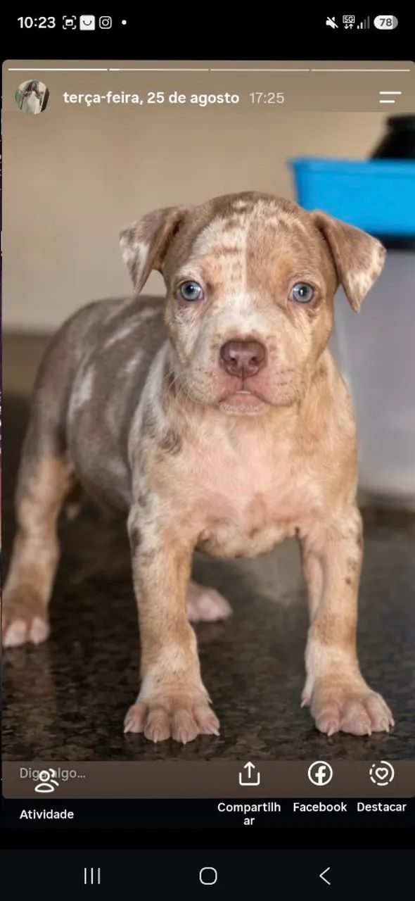 Pit monster 
