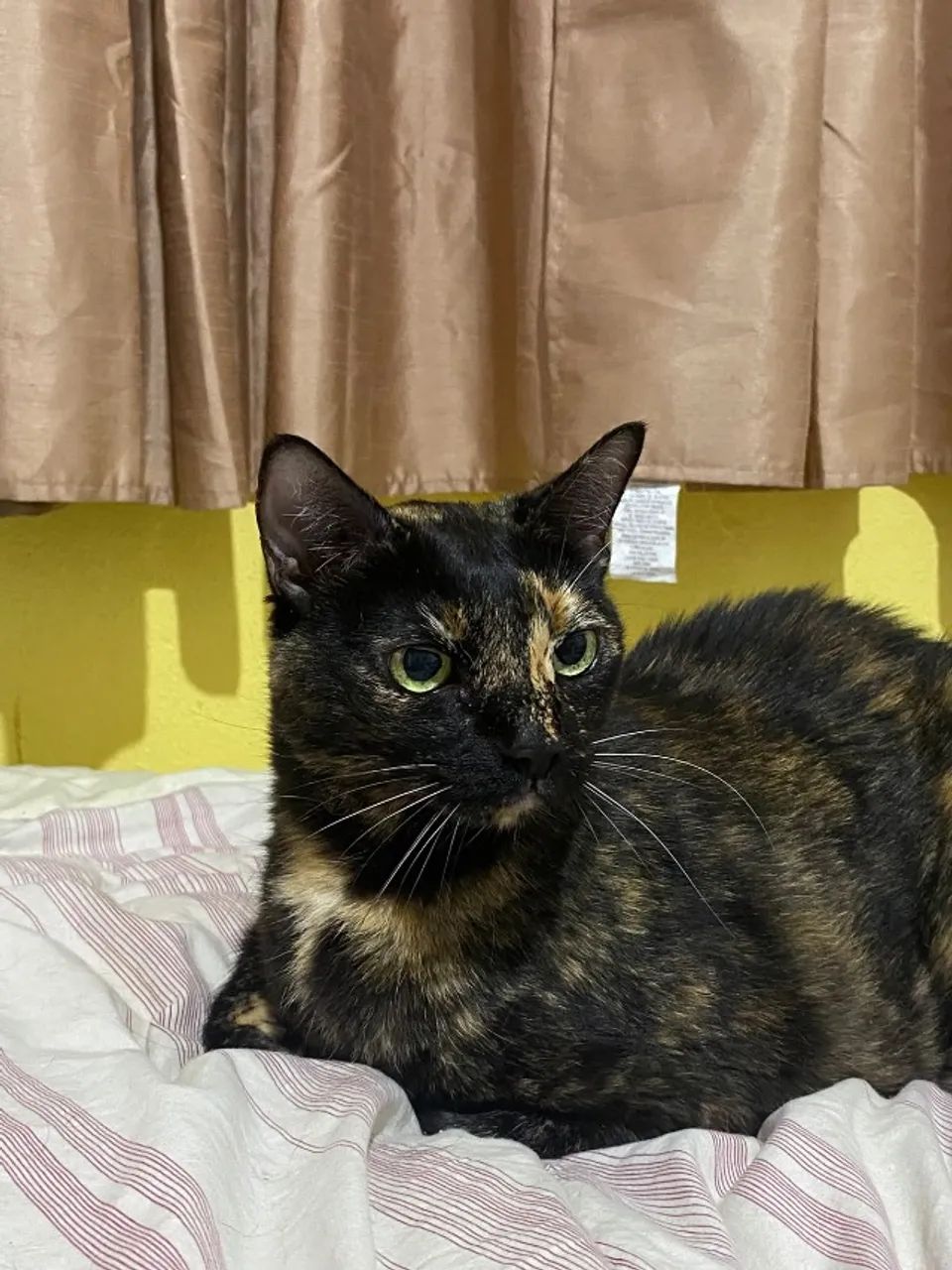 Doação gatinho - Foto 3