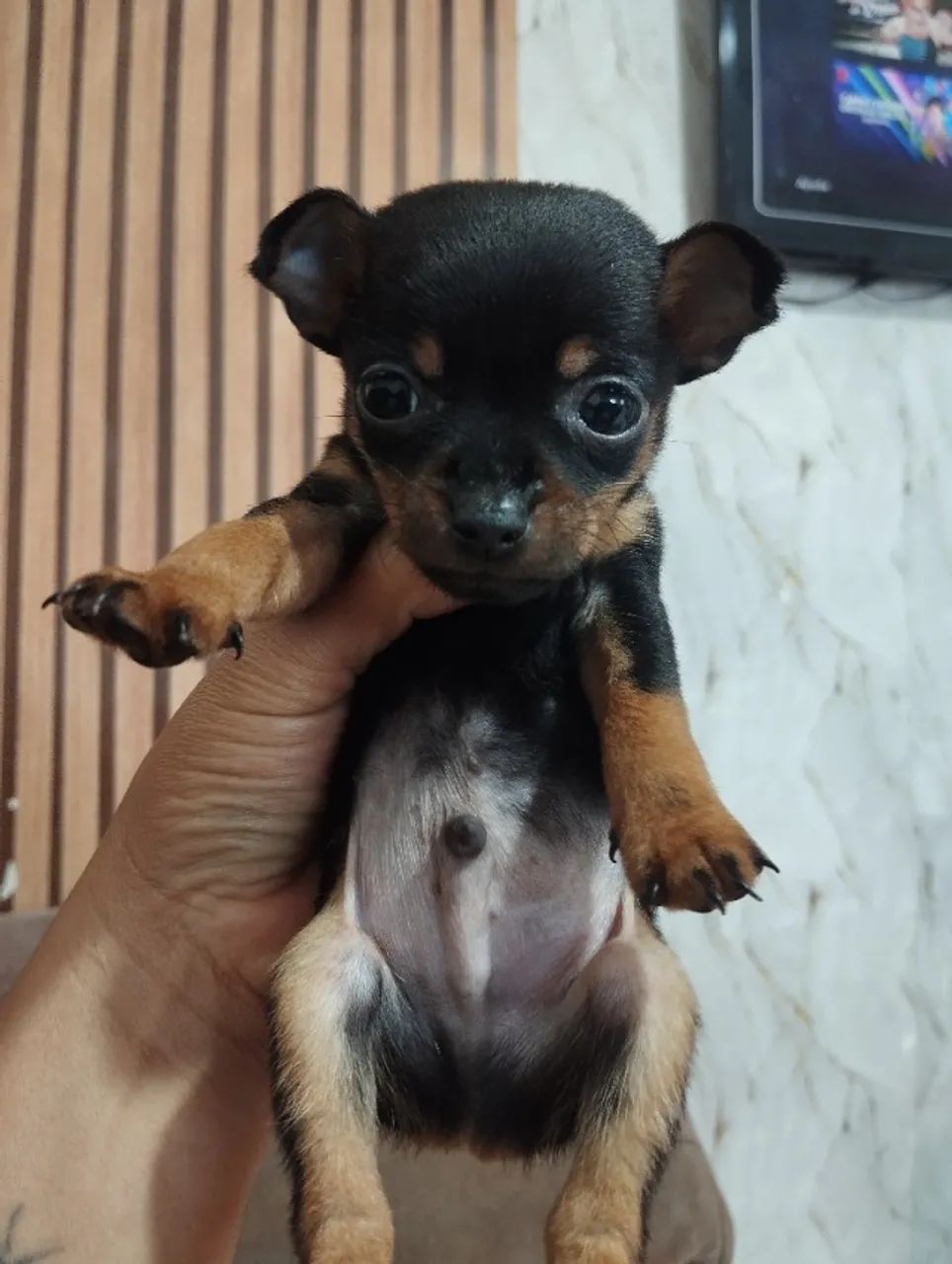 Pinche número 1  - Foto 3