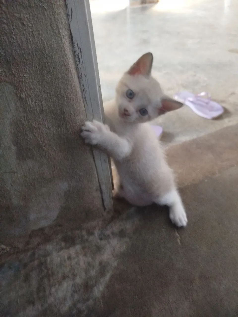 Gatinho pra doação 