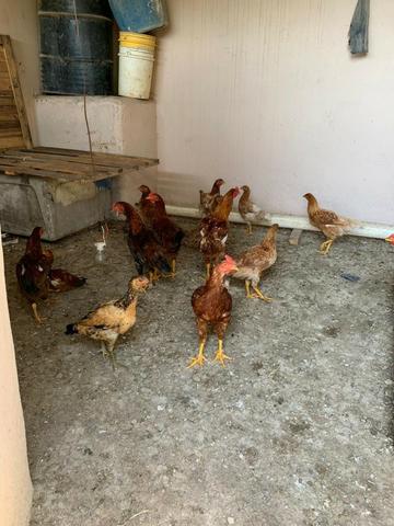 Galinha, frangos, pintinhos, Embrapa 51 - Foto 2