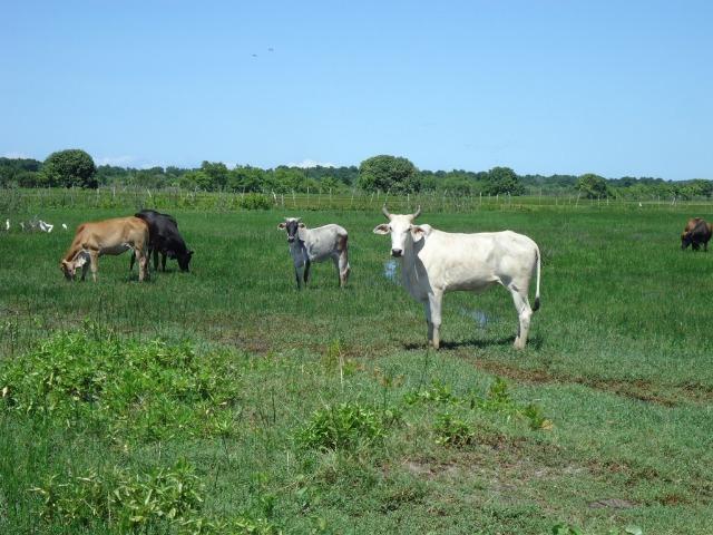 Vendo Fazenda em Ceará Mirim - Foto 19