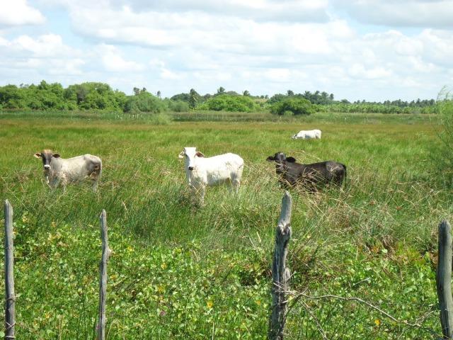 Vendo Fazenda em Ceará Mirim - Foto 20