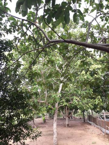 Vende-se uma chácara com 2 casas 2400m2 - Foto 13