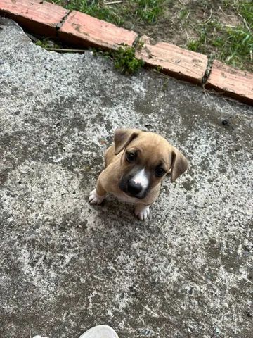 Cãobeleireiro BANHO E TOSA - Luiza ✂️ #sorocaba #sorocabacity #sorocabasp  #sorocabaeregiao #dog #caobelereiro #cãobeleireirobanhoetosa  #filhadequatropatas #filhodequatropatas #filhopet #pet #petshop  #petshopsorocaba #petlove #pets #banhoetosasorocaba