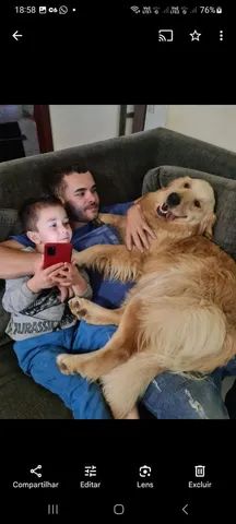 GOLDEN RETRIEVER COM PEDIGREE - Foto 4