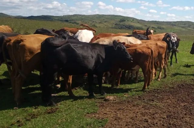 Fazenda 432ha Pecuária e Cultivos em Herval RS - Foto 6