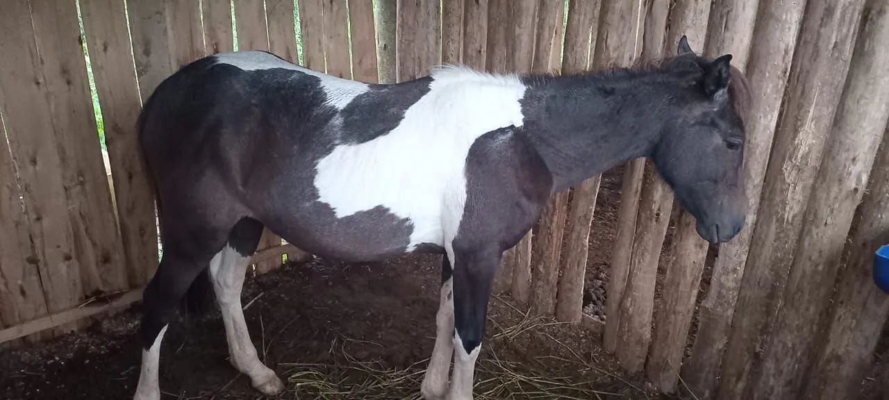 Vende-se potra  - Foto 2