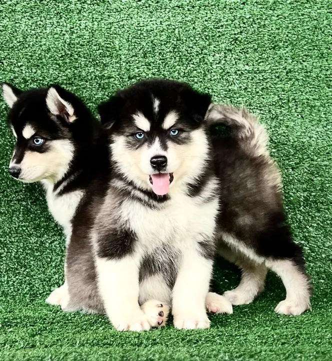 Husky Filhotes macho e fêmea