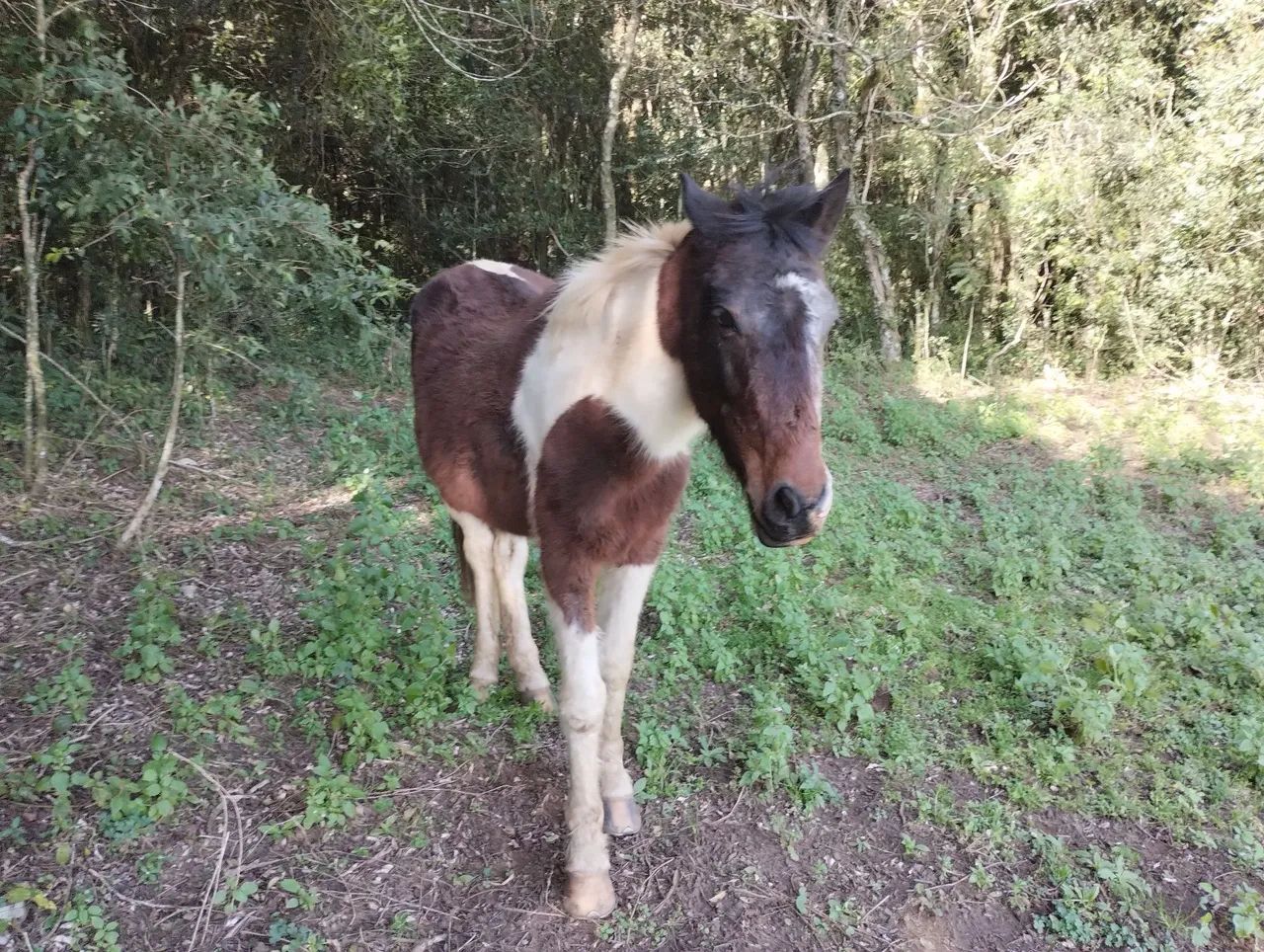 Vendo ou. Troco os dois por outro  - Foto 2