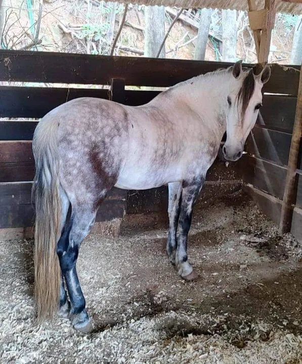 Cavalo mangalarga marchador lindo