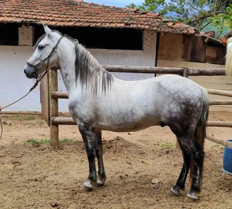 Cavalo mangalarga marchador lindo - Foto 3