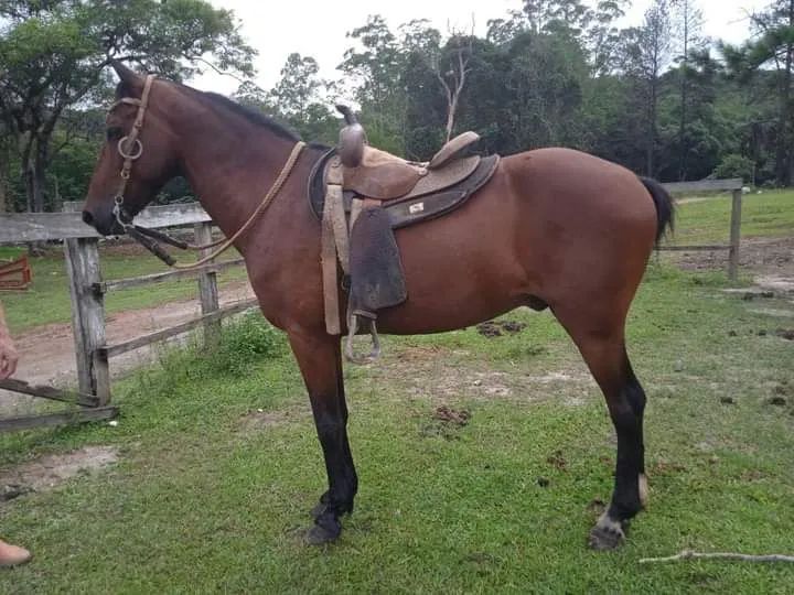 Cavalo Mangalarga Marchador para venda - Foto 2