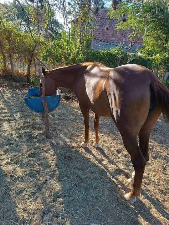 Égua mestiça quarto de milha  - Foto 3