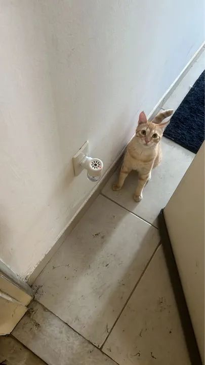 Gatinho laranja lindo para adoção - Foto 3