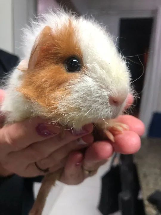 Porquinho india tedy - Foto 3