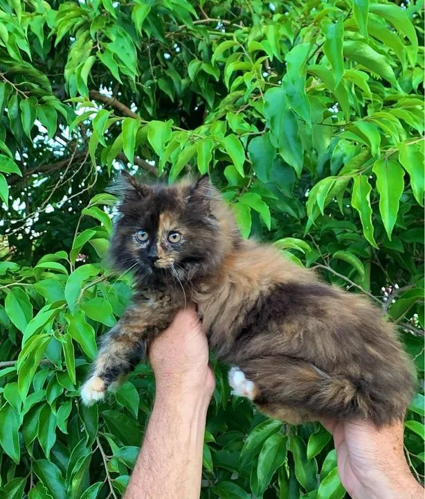 Gatinha Maine coon Tricolor - Foto 3