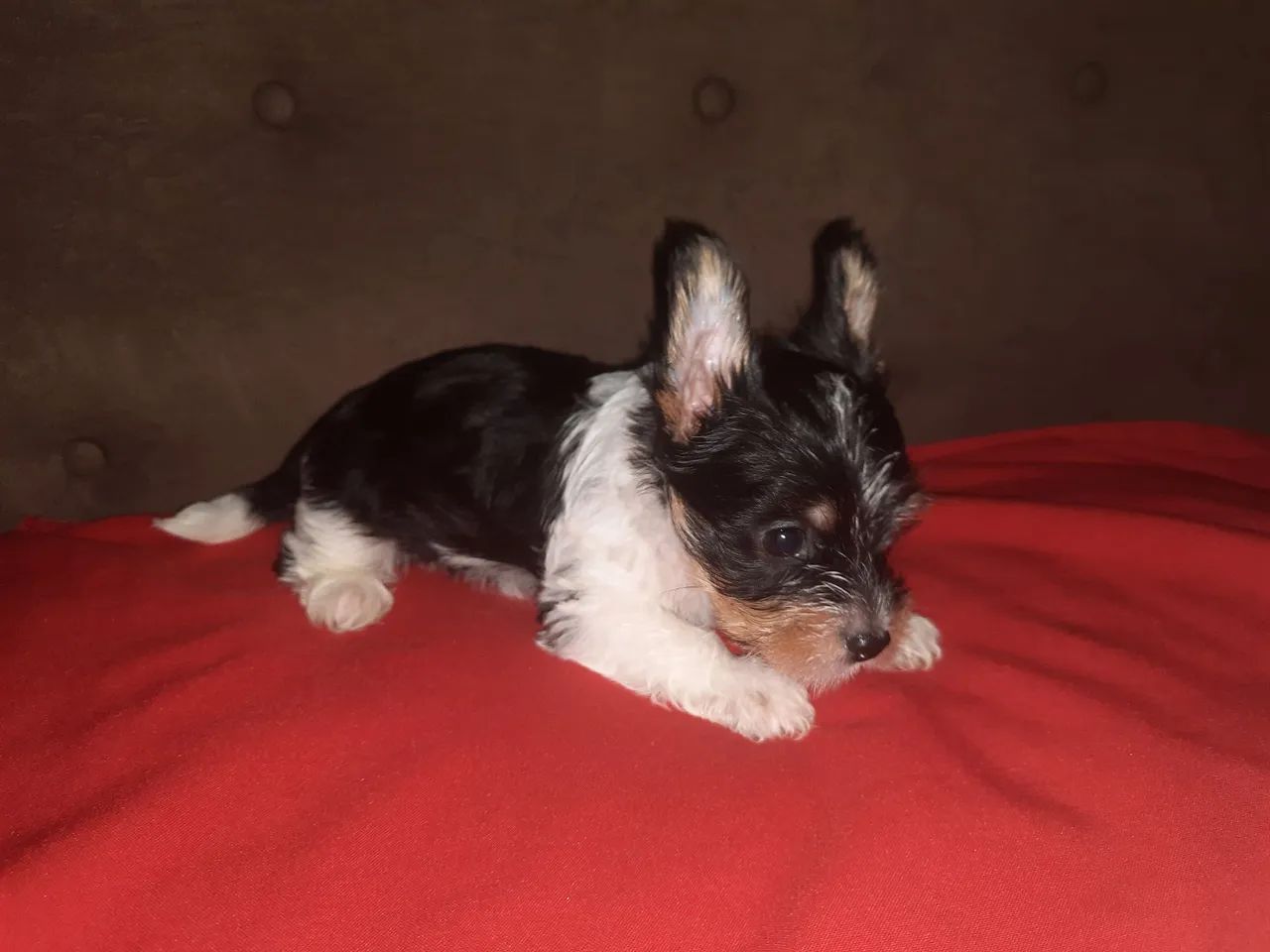 York biewer  - Foto 3