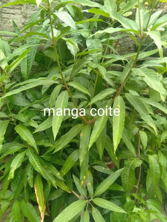 Muda de frutíferas  - Foto 6