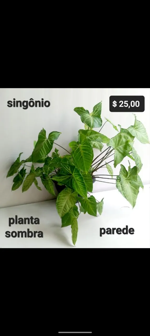 Planta Singônio, clorofito, limão, coroa de Cristo, croton fita
