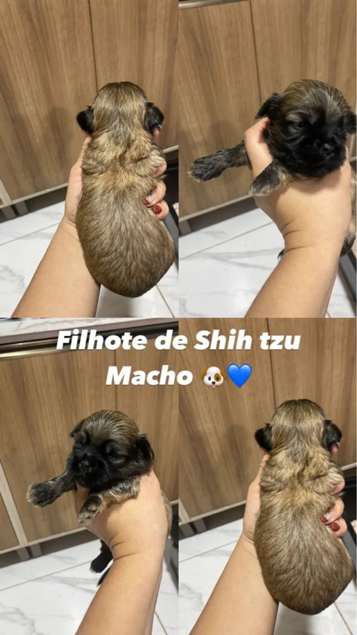 Filhote de Shih Tzu