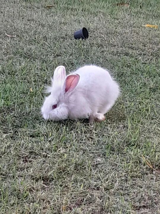 Coelhinho fofinho  - Foto 5