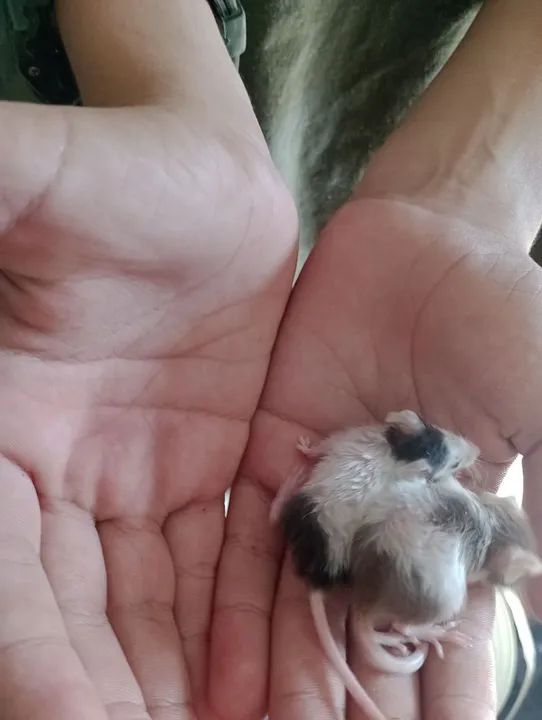 Vende-se filhotes de rato de laboratório  - Foto 2