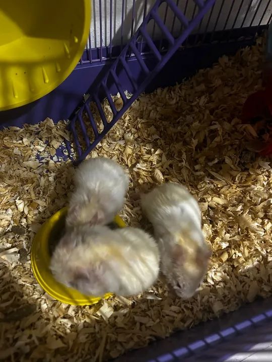 Hamsters sírios fofinhos