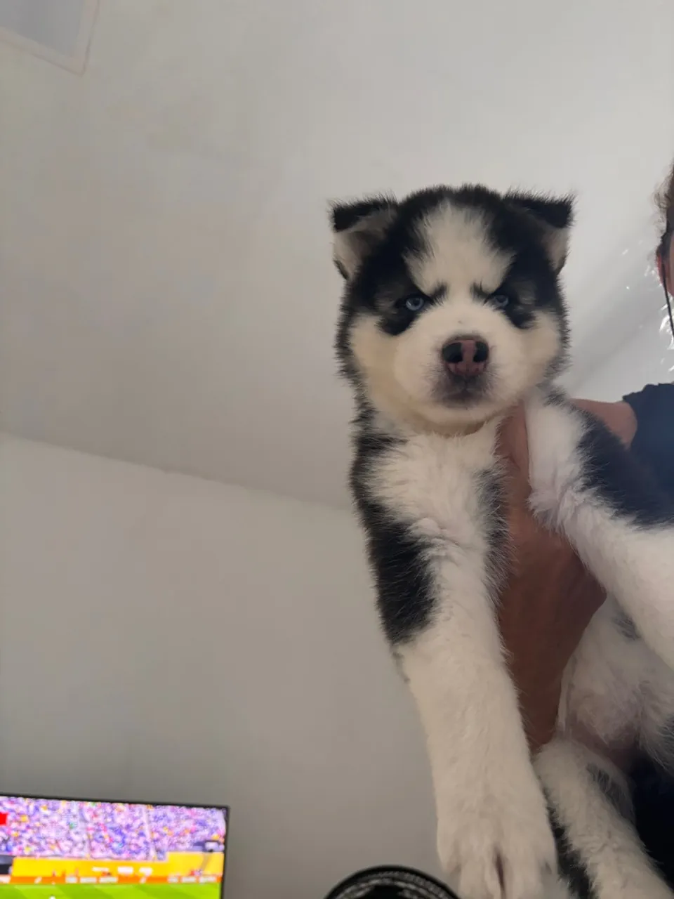 Filhote de Husky Siberiano Fêmea