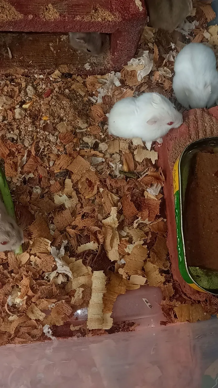 Hamster anão russo
