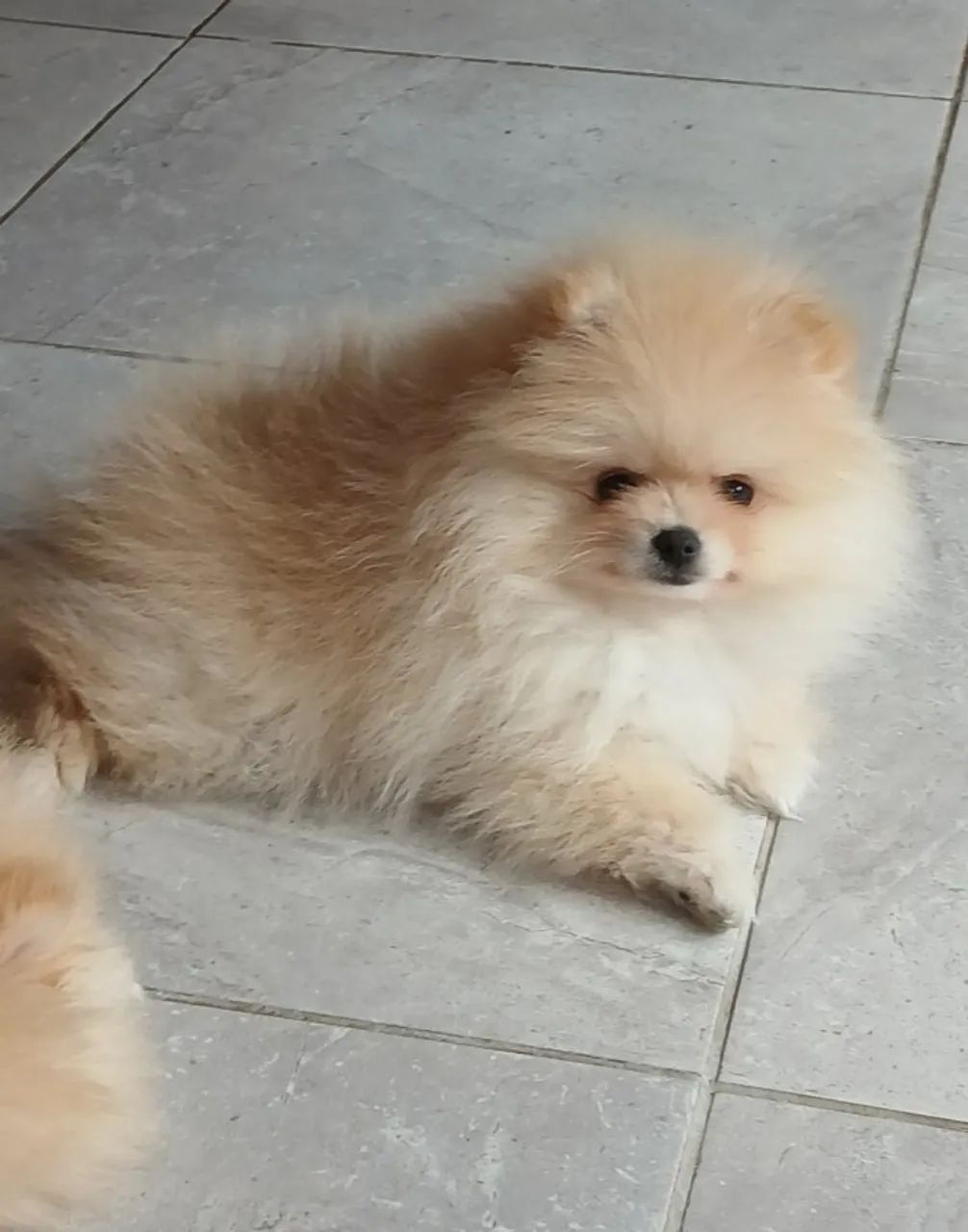 Bonitinhos femeas e machos Caozinhos bebes Spitz Alemao  - Foto 2