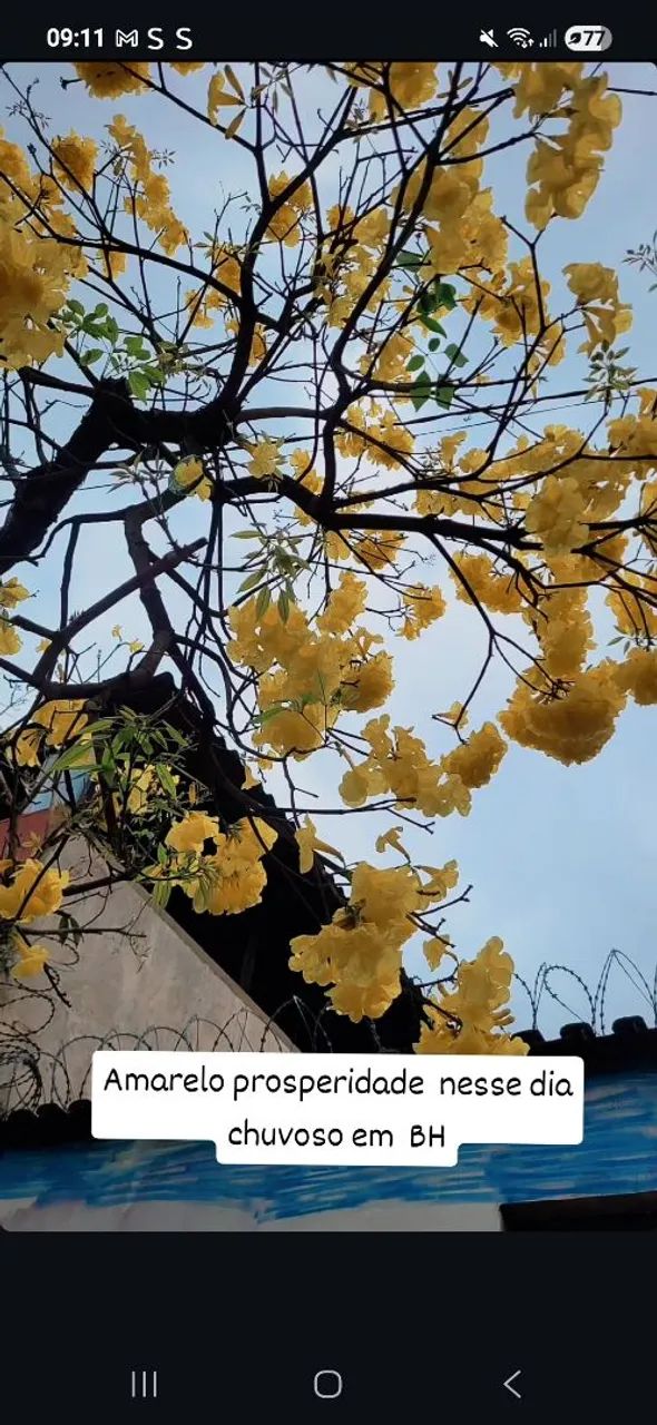 Jardinagem e paisagismo  - Foto 2