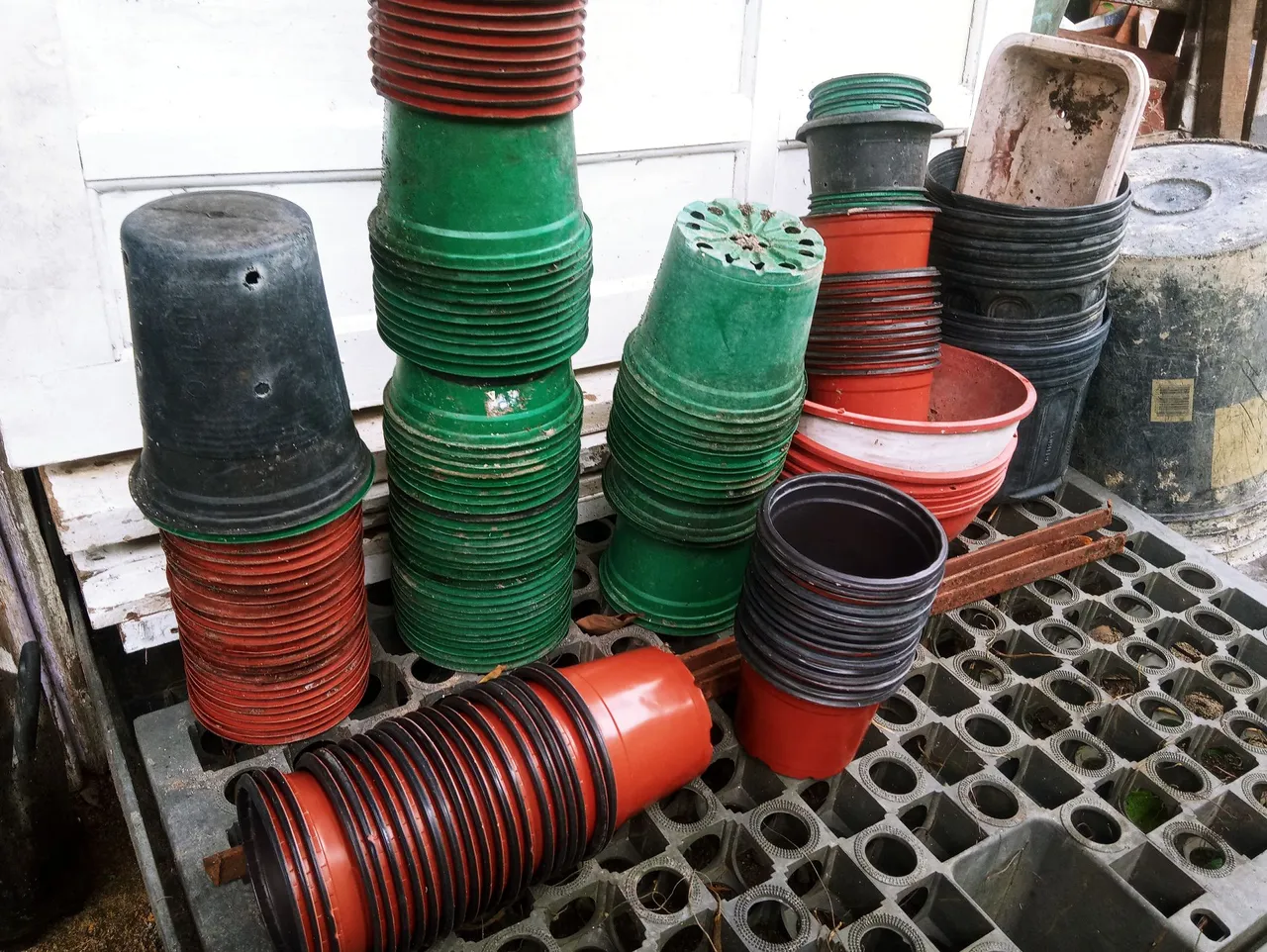 Vasos de plantas variados