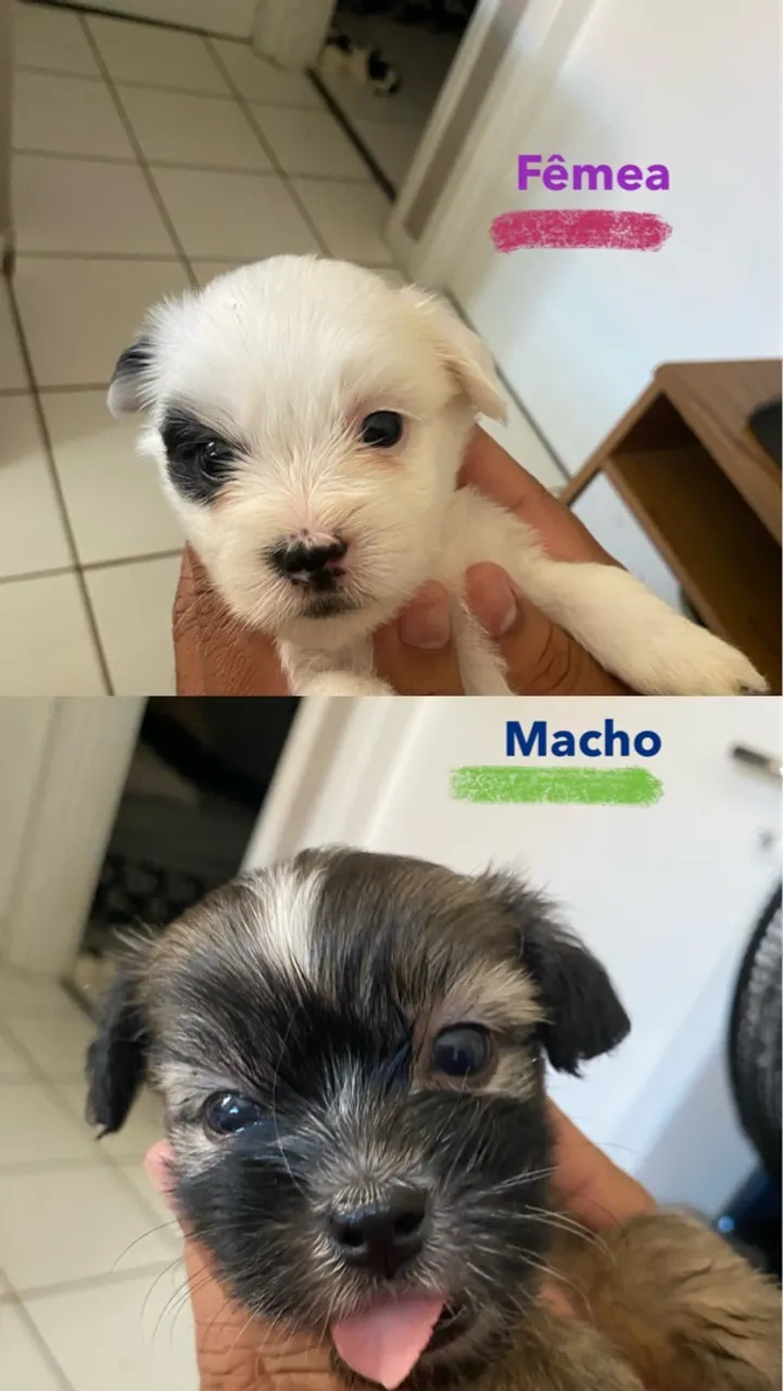 Vendo filhotes de Lhasa Apso com Shih tzu