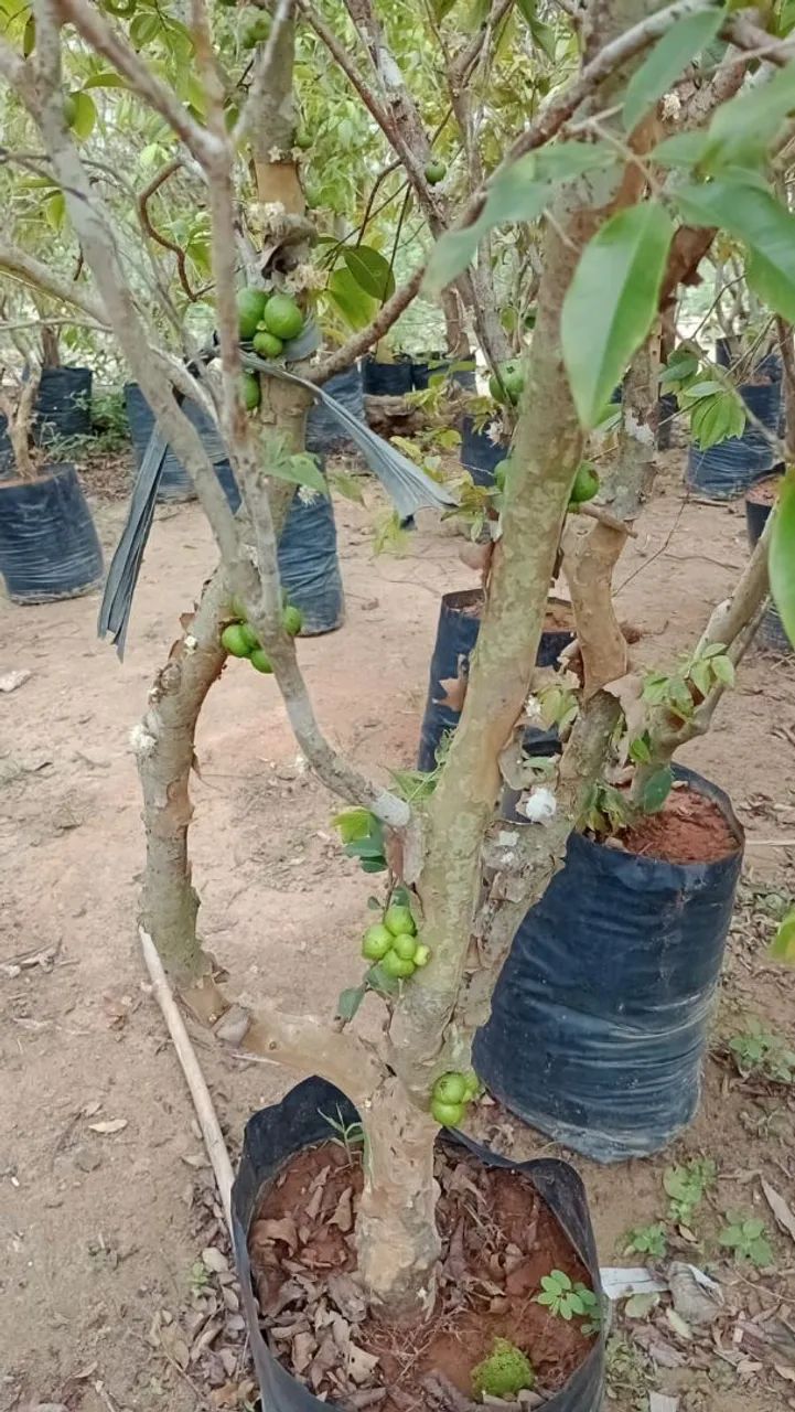 Jaboticaba hídrica  - Foto 4